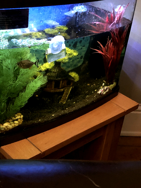 pets at home fish tank gravel